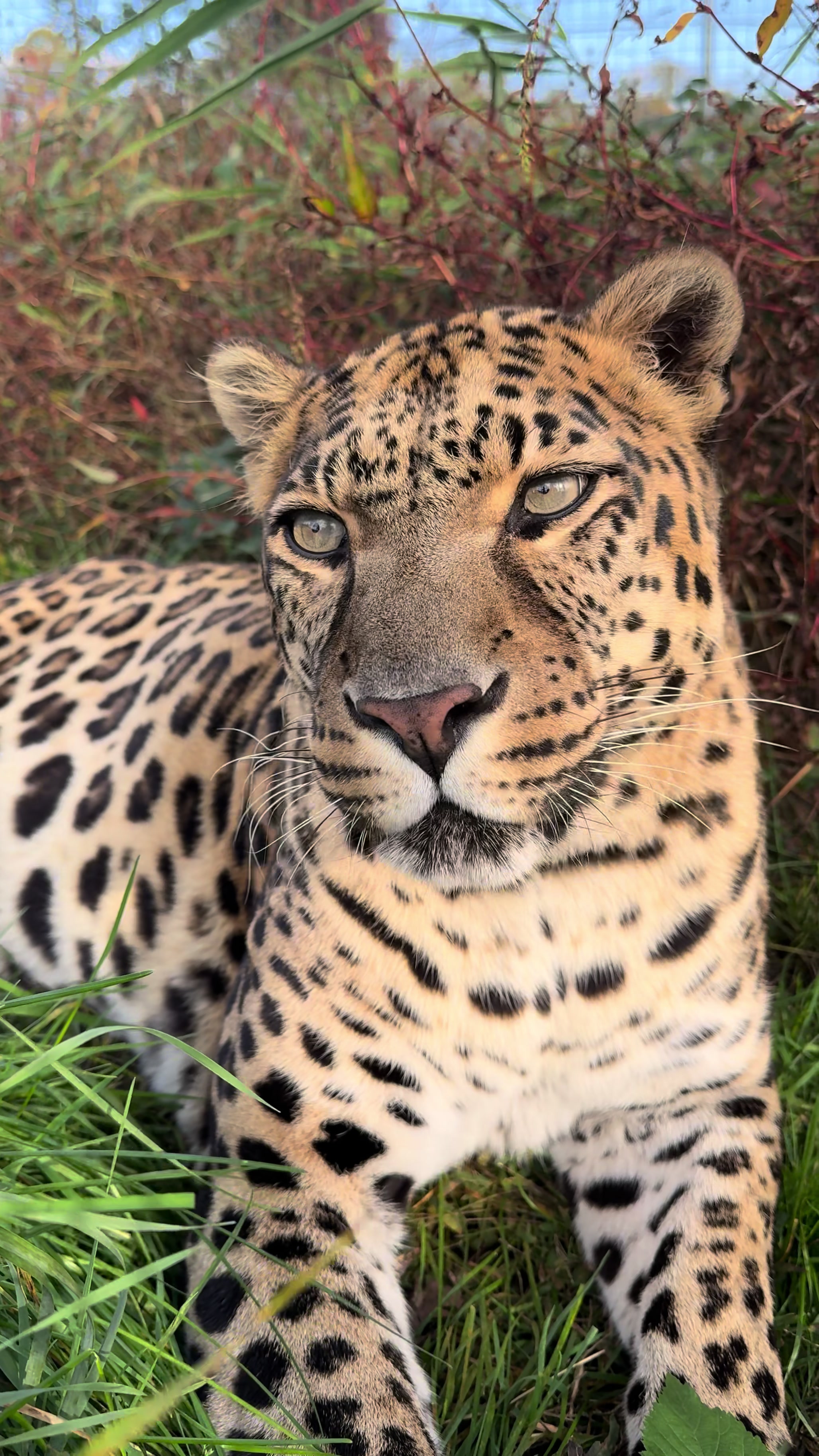 @The Wildcat Sanctuary