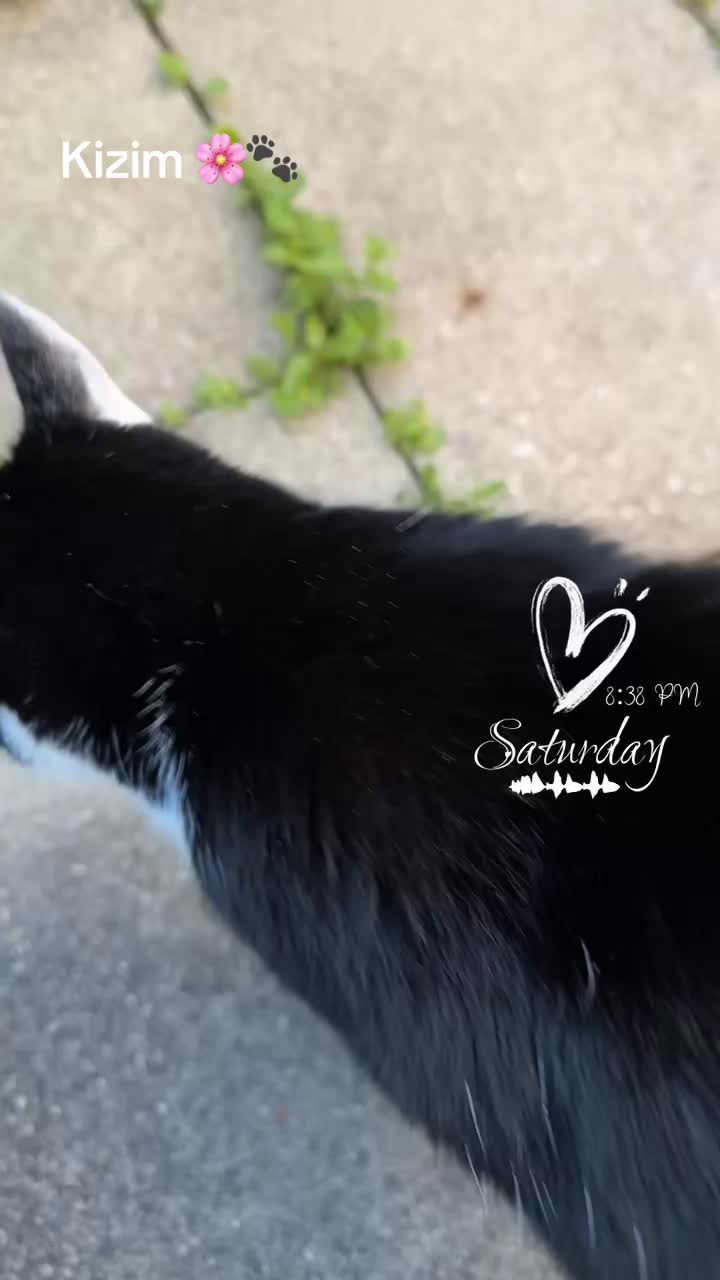 @🐾MILKAM🖤WHISKEYM🩶🐾A❤️🫂