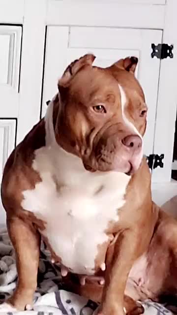@🐾BULLY💗MOM🐾