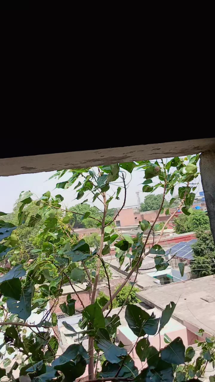 @pehalwaan786