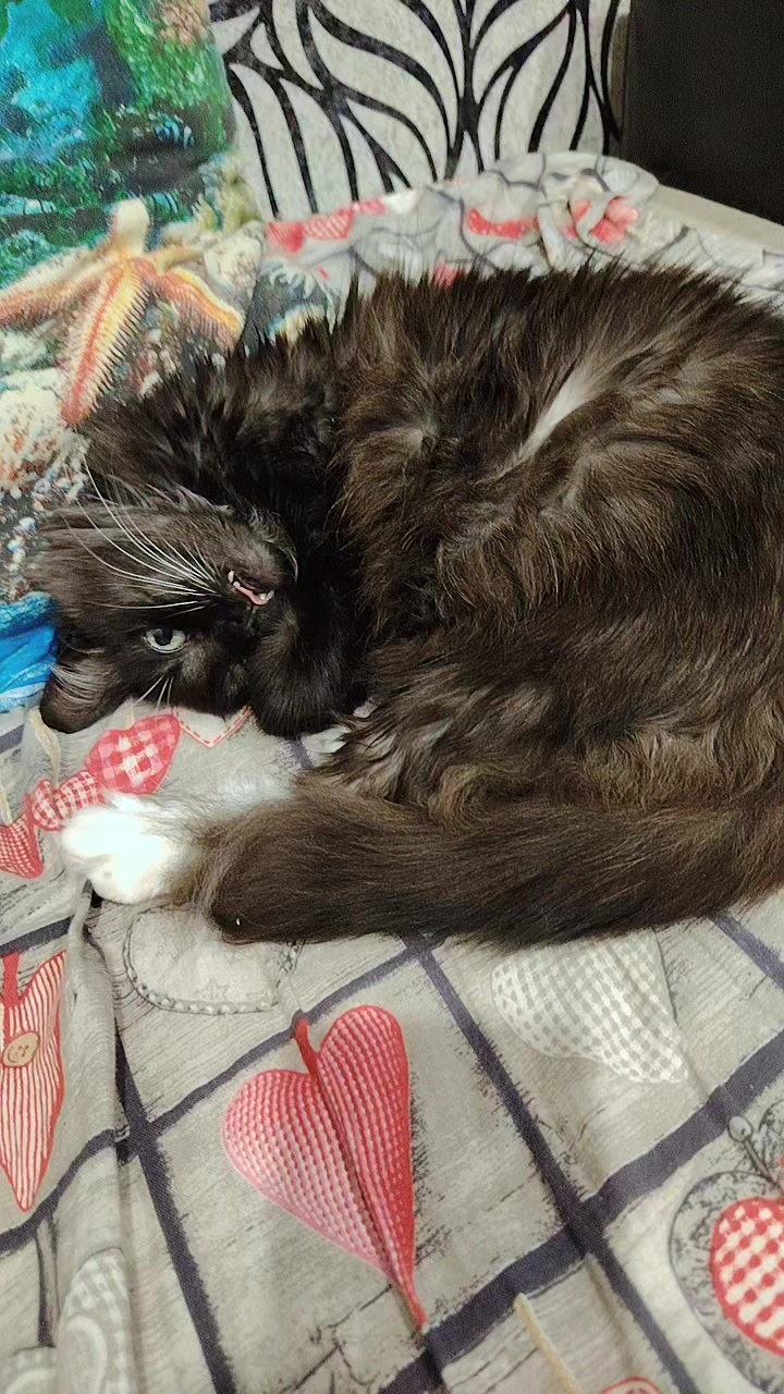 @3 друга 🦮🐱