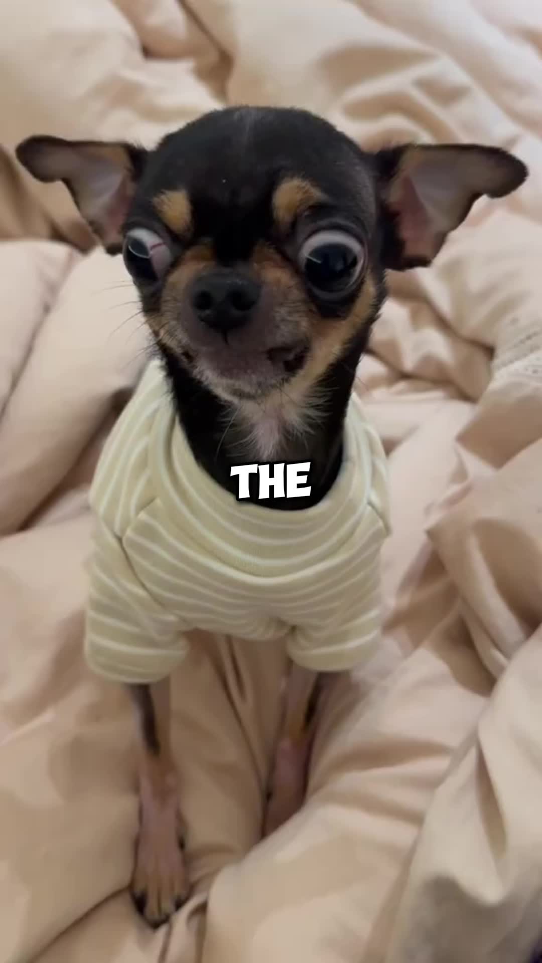 @PawblemsDaily