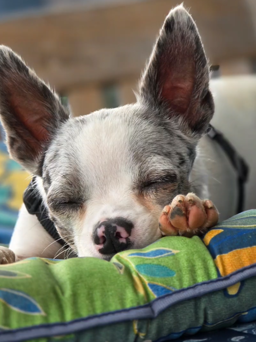 @Jerry_Coby_Chihuahua