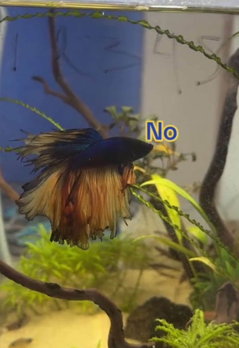 @Mermaid Zelda