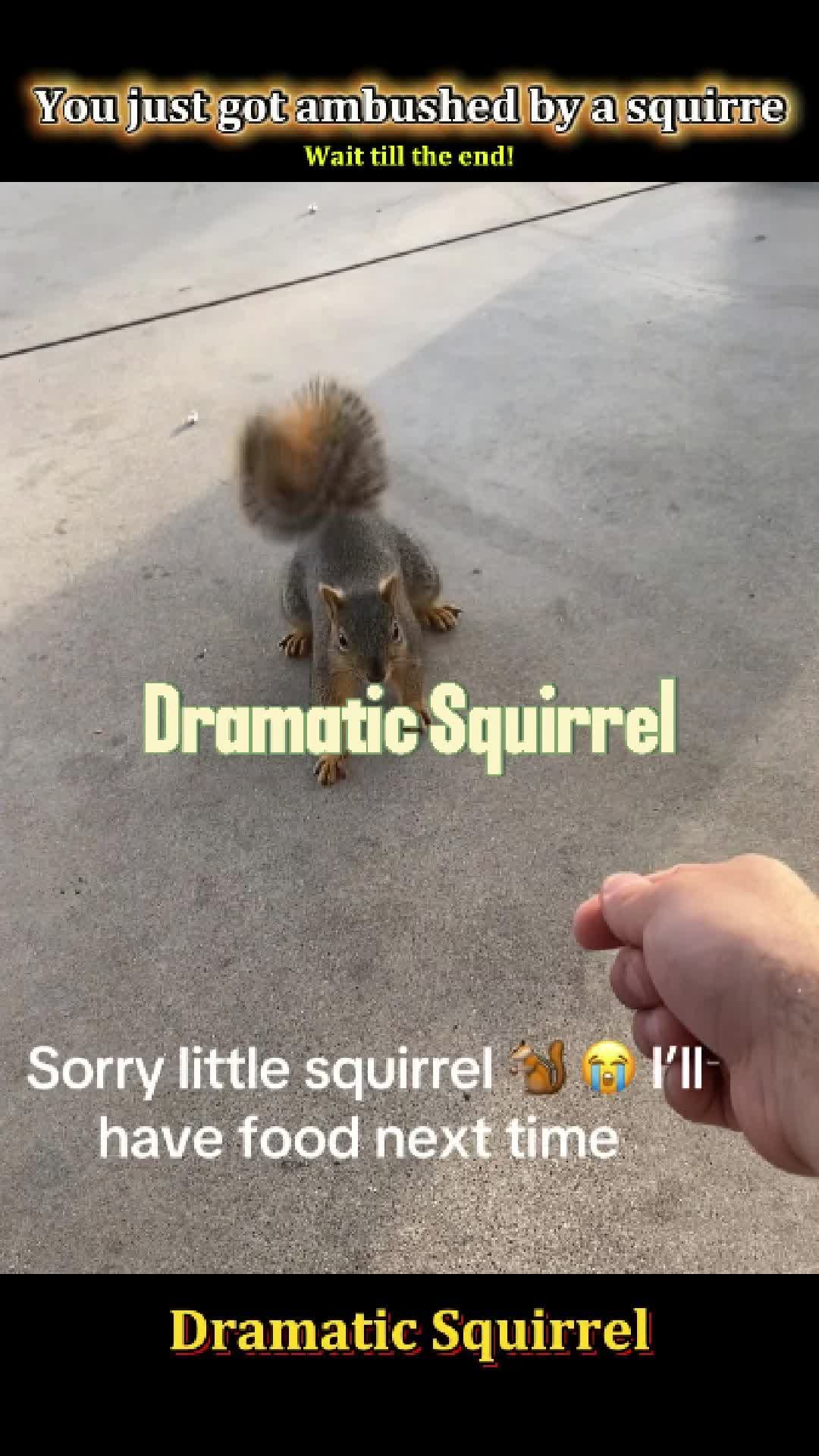 @Pet.humor5.USA