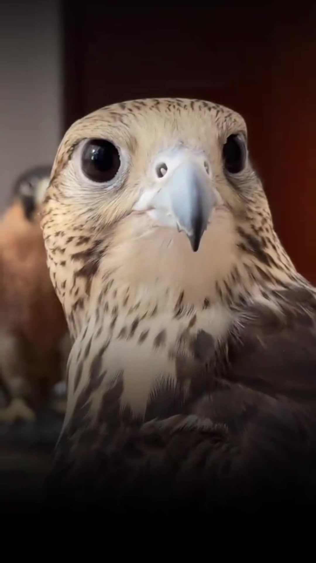 @🦅. ..⛓️&zwj;💥&hellip;🇴🇲🇹🇳