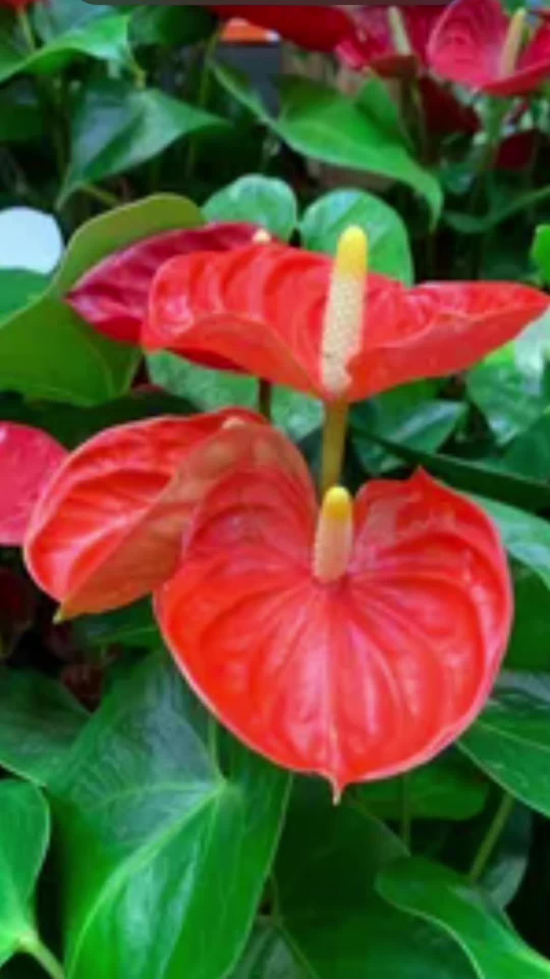 @JT - BigEGOPlants