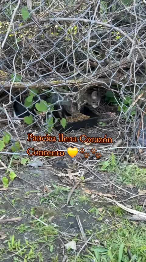 @🇲🇽Guli.Carrada 🐈&zwj;⬛