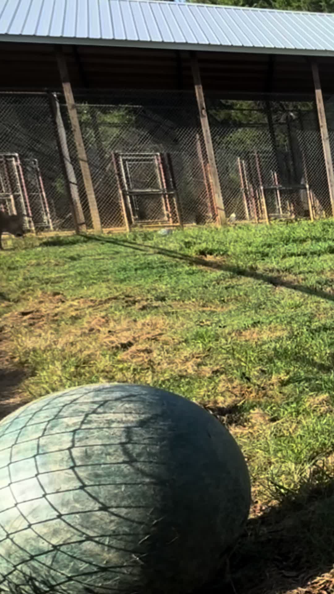@Cedarhill Animal Sanctuary