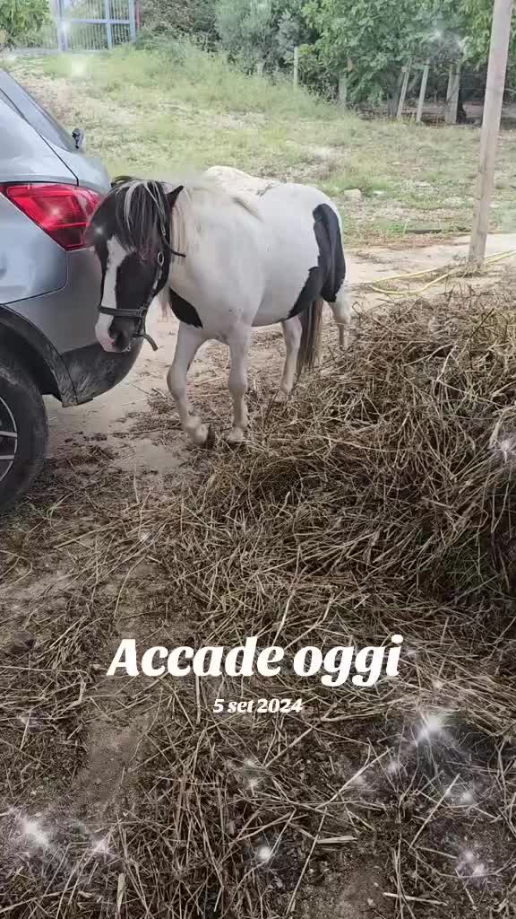 @Angela Di Rosa