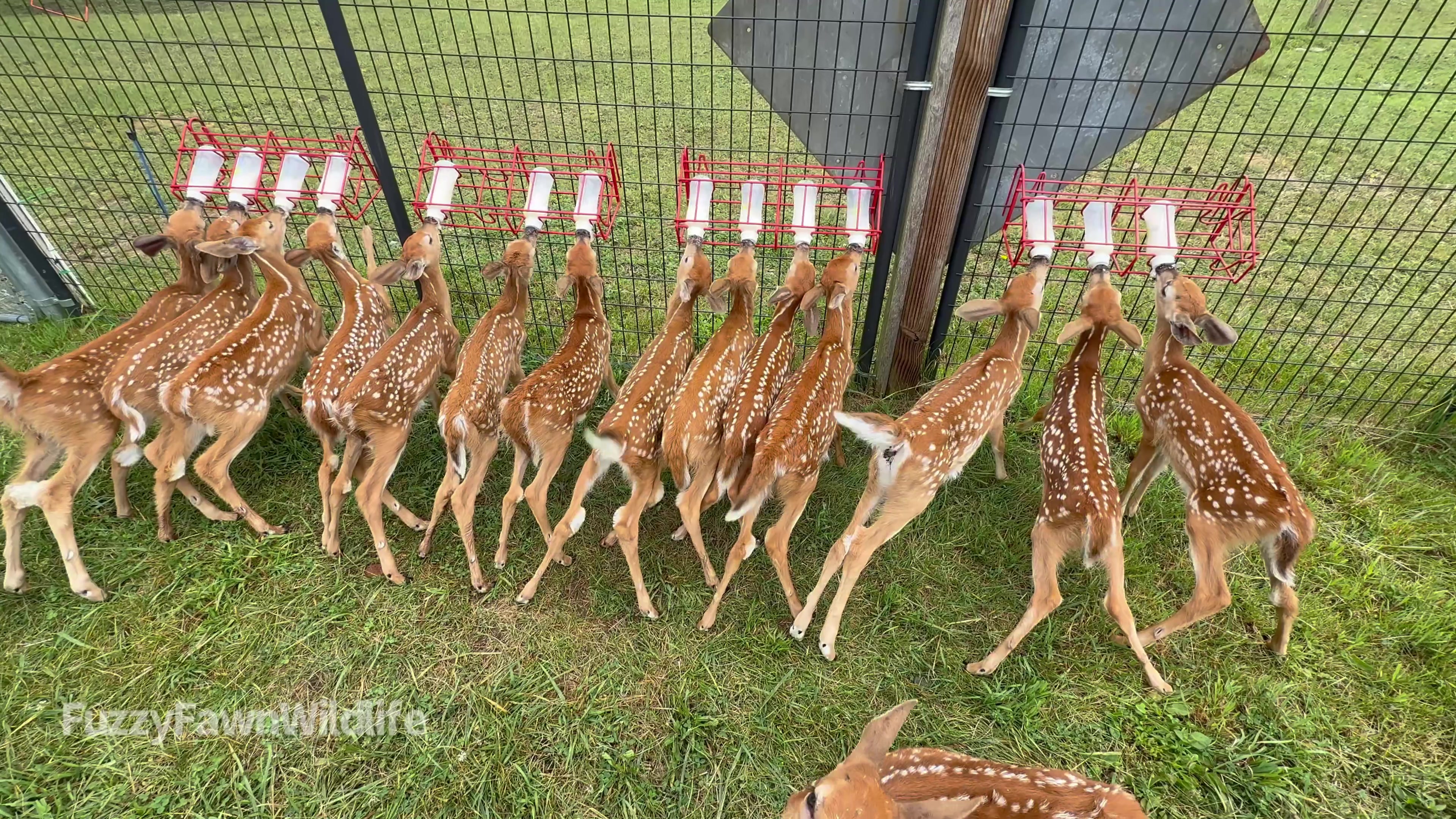 @Fuzzy Fawn Wildlife