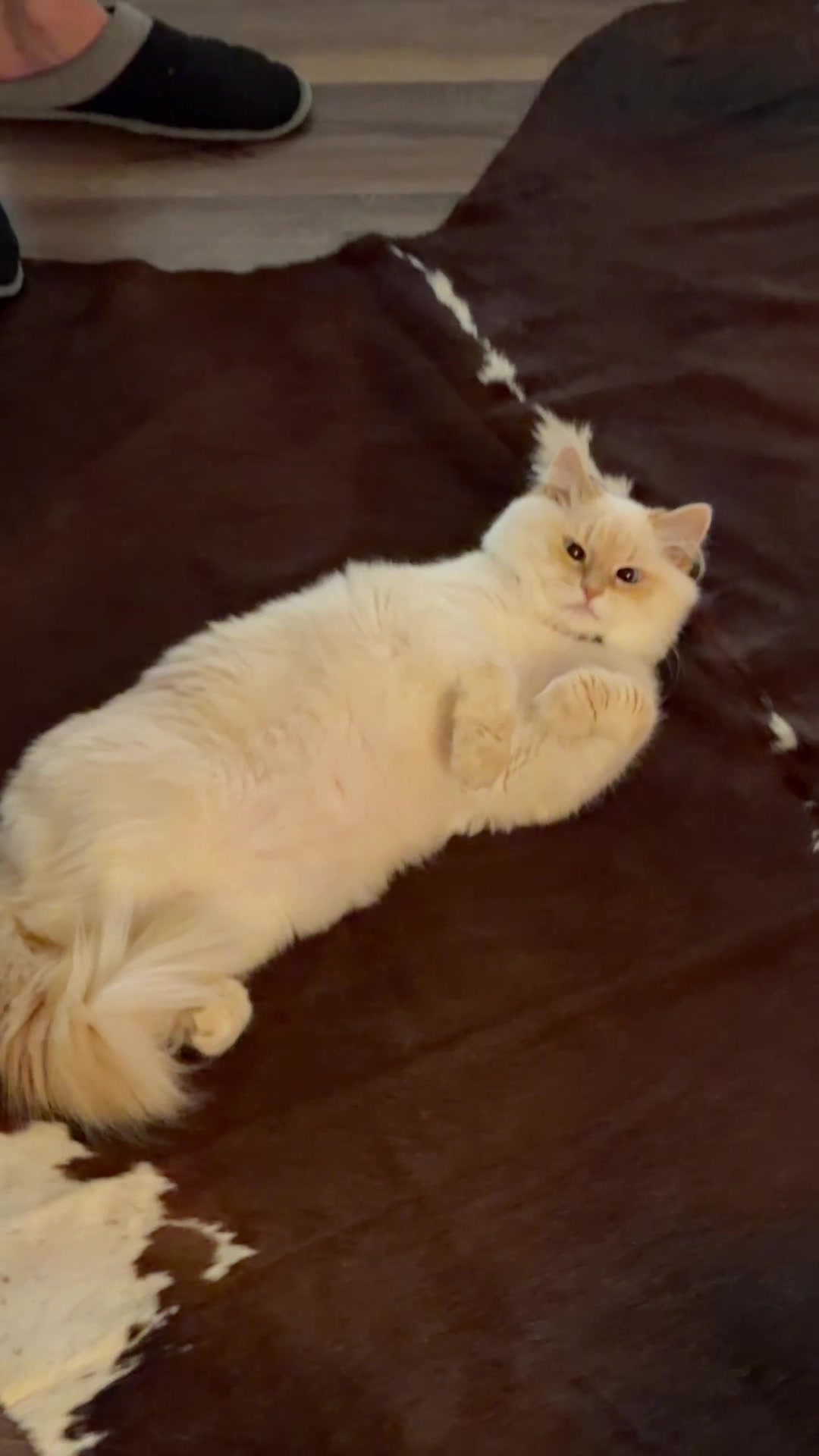 @jaredthecrosseyedcat