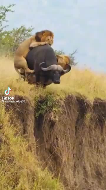 @lion heart