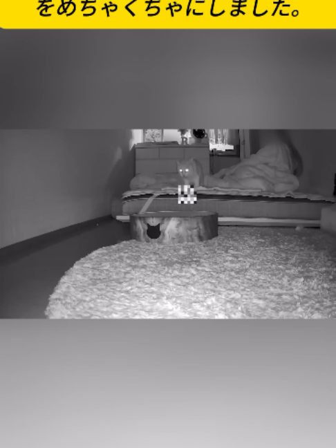 @ねこびより
