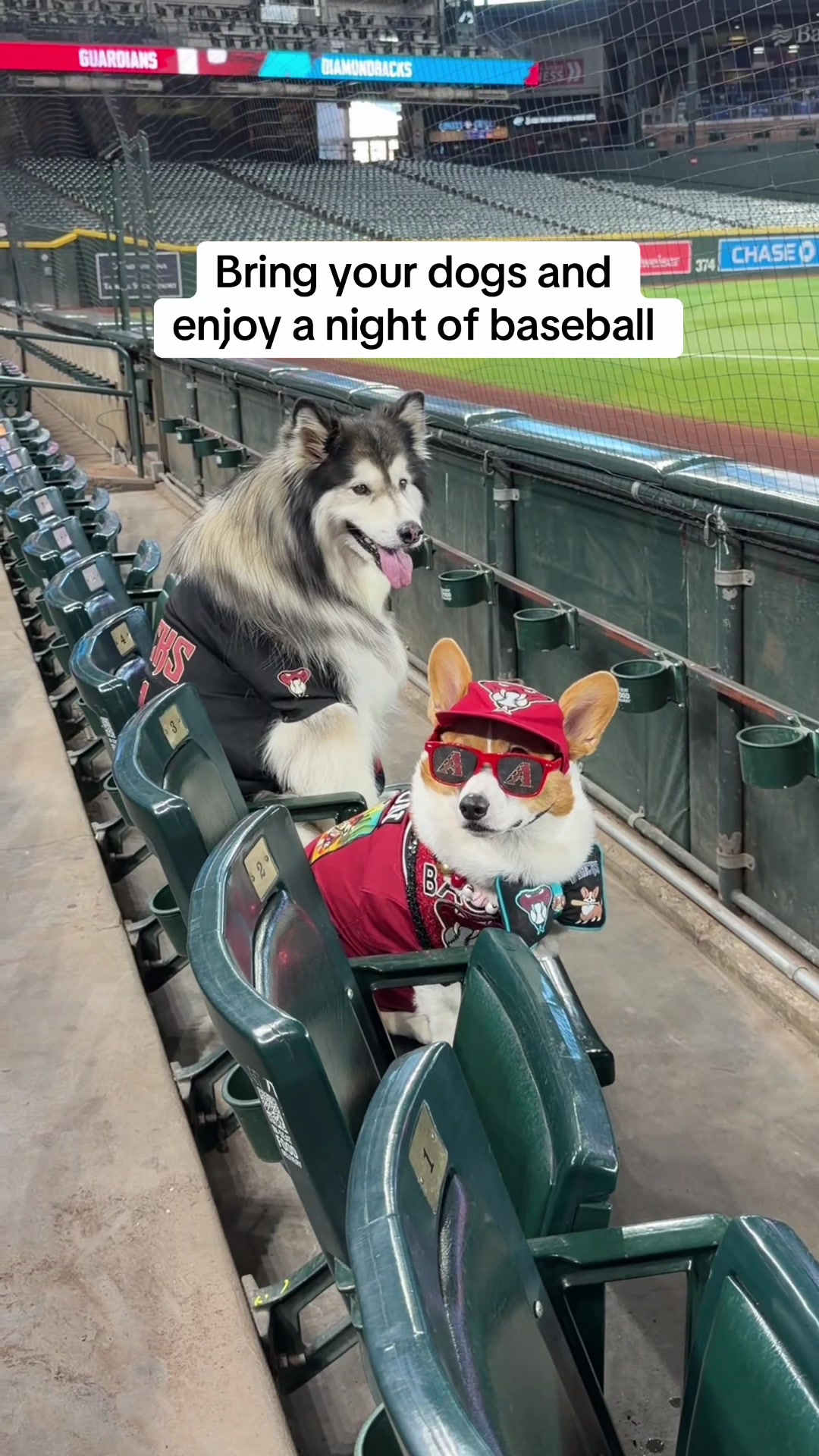 @Bandit The Husky