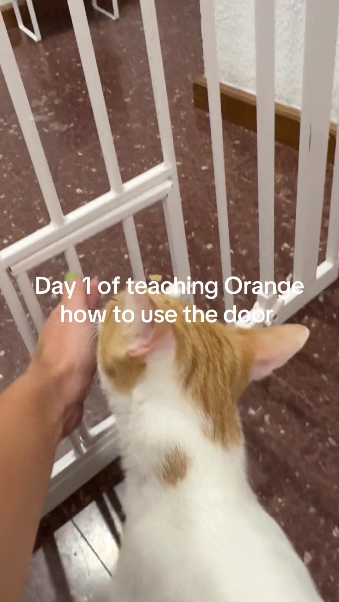 @Jasper & The Orange