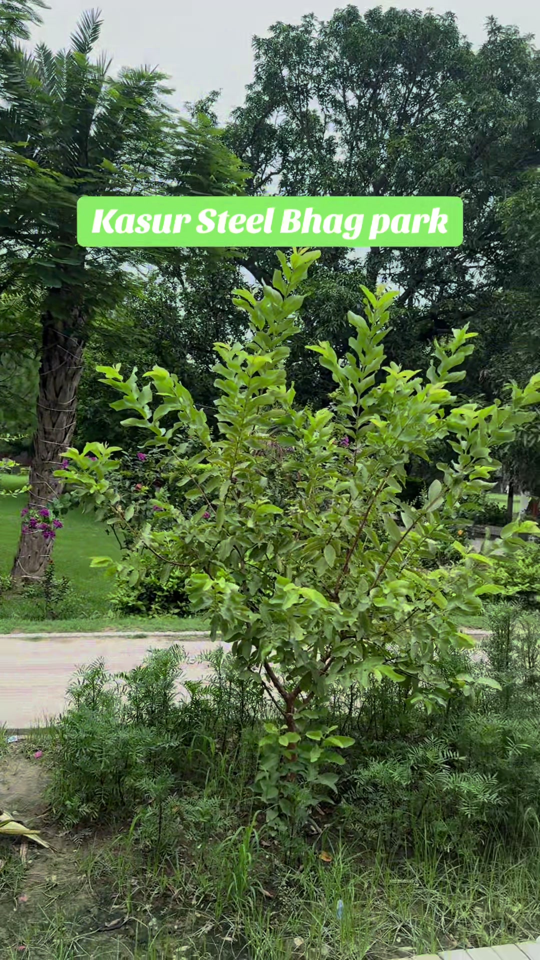 @Kasur Vibes
