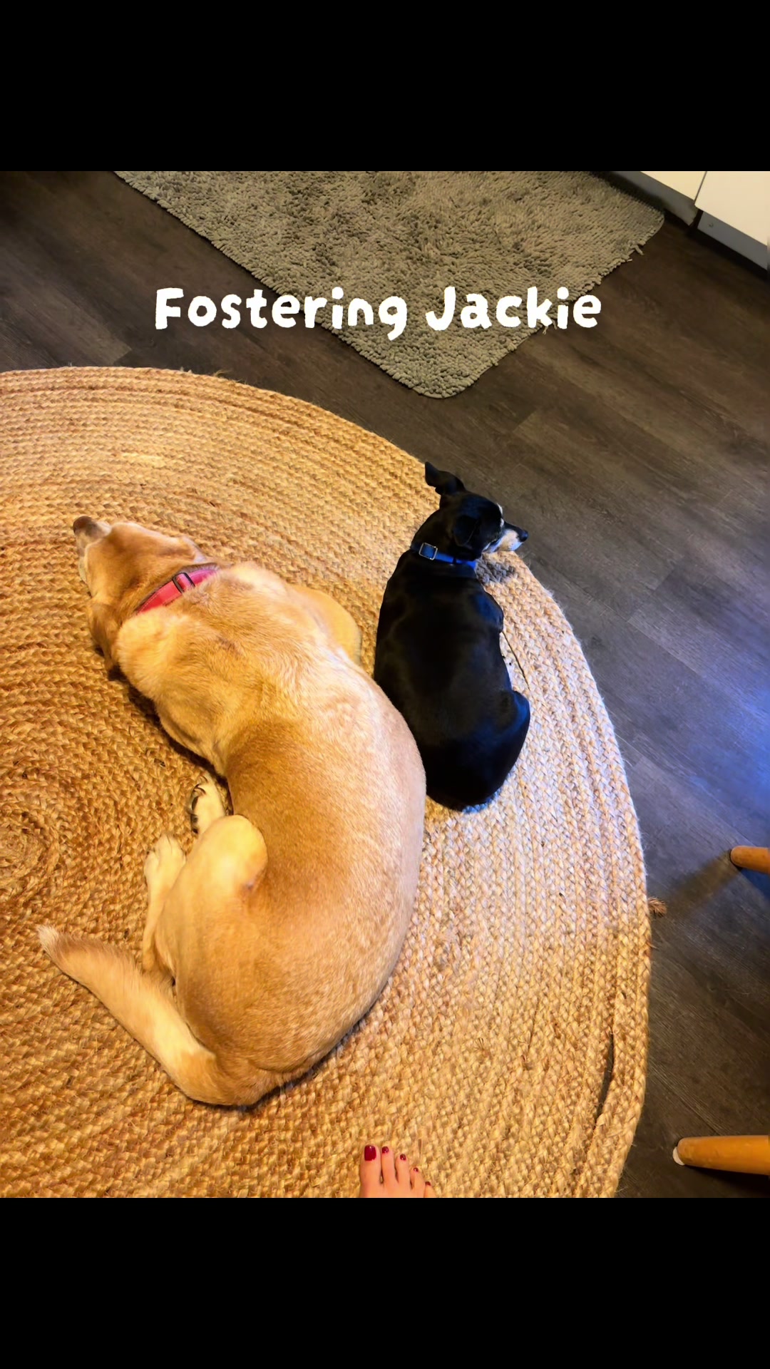 @LittleDog&Bogie