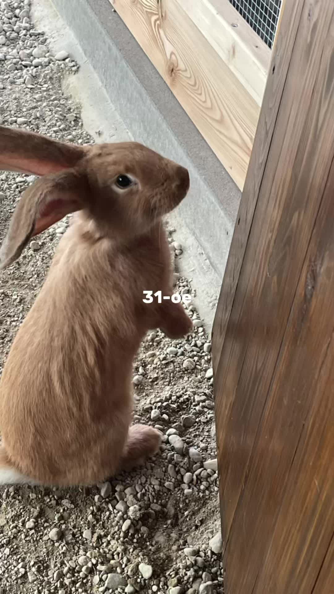 @тгк: Бриковна🎀🐰