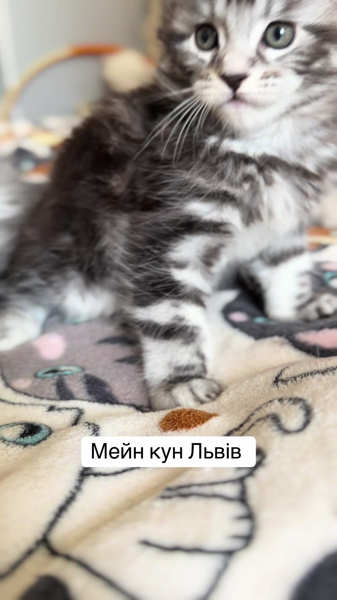 @PARAKENTOS*UA Maine coon