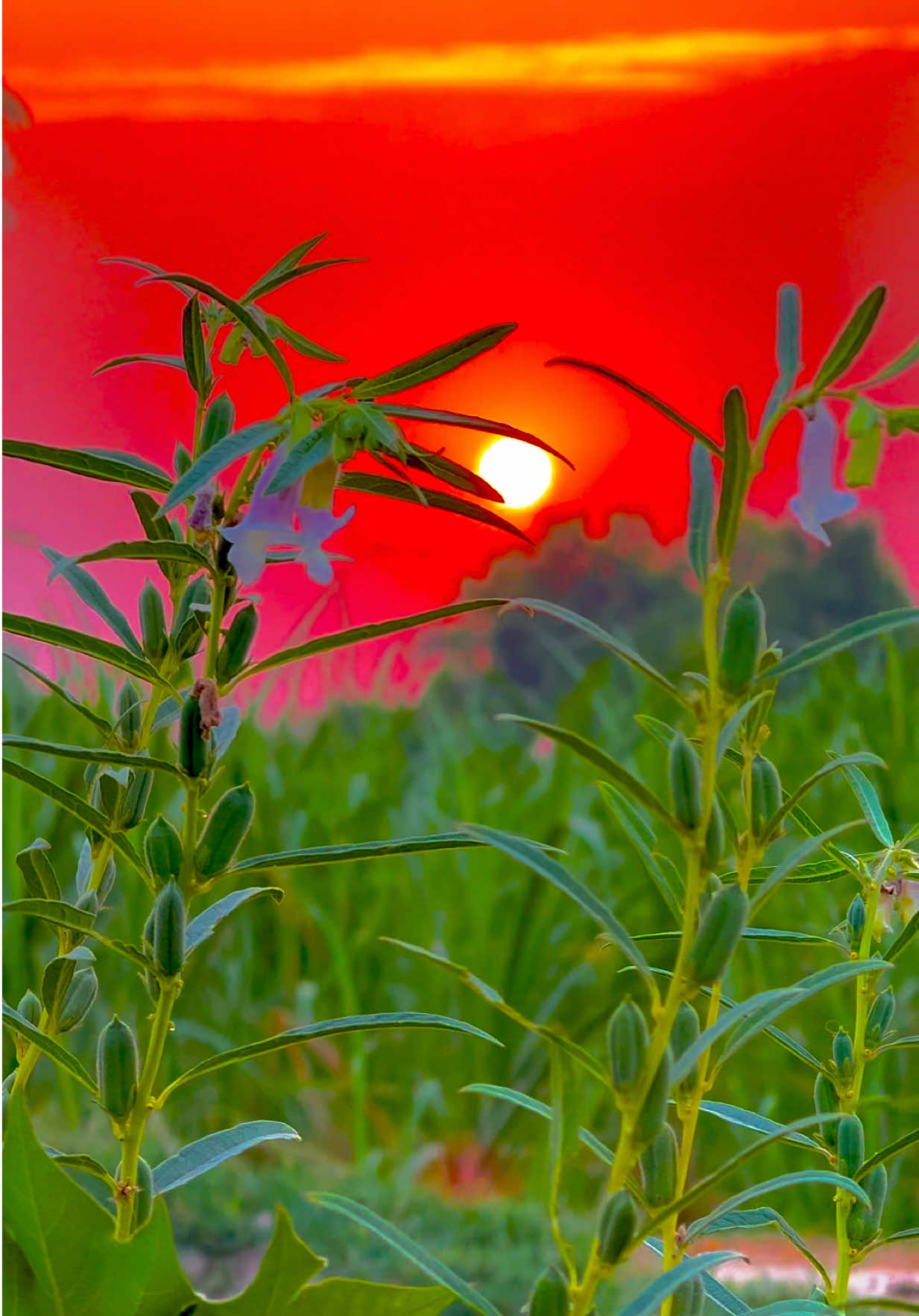 @🌾میں۔ میرا۔ پنڈ🎋