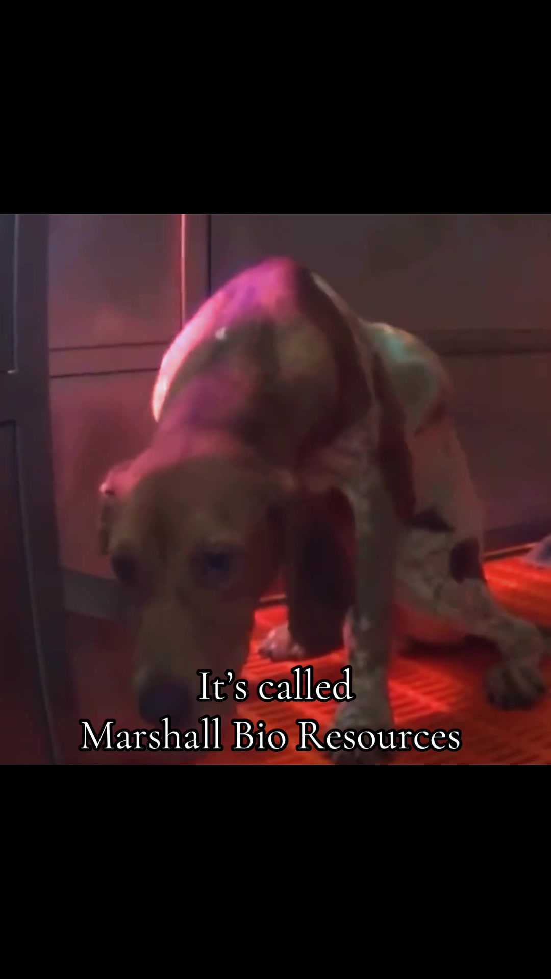@animalrightsdaily