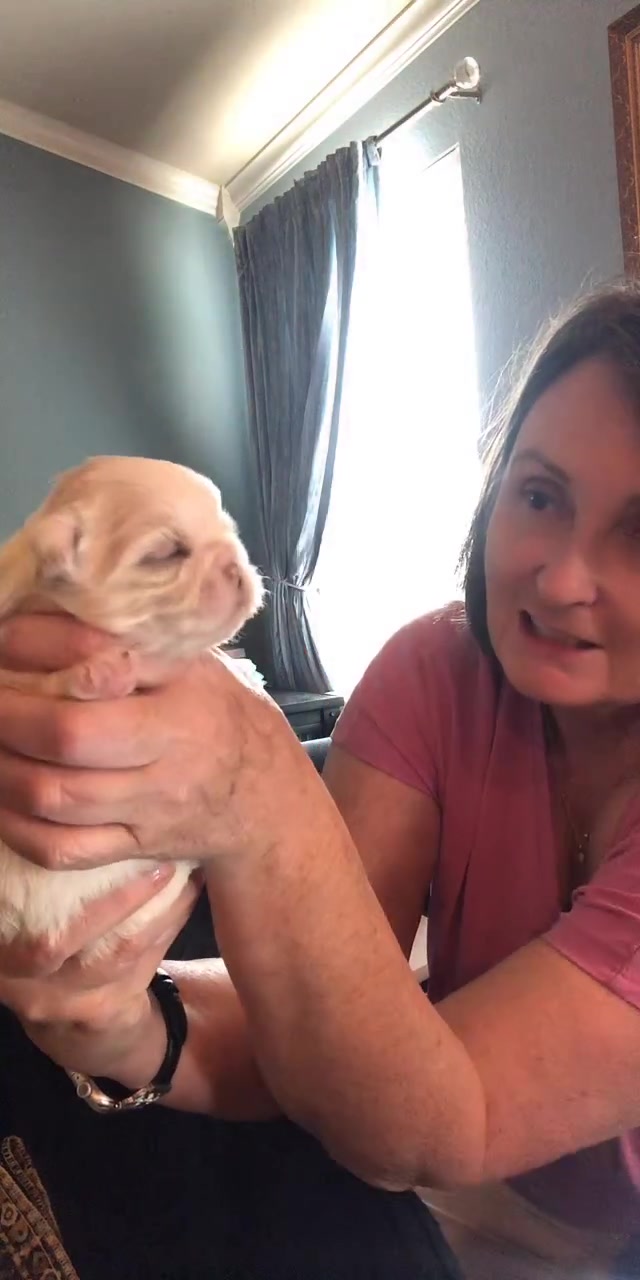 @Twilight Shih Tzu