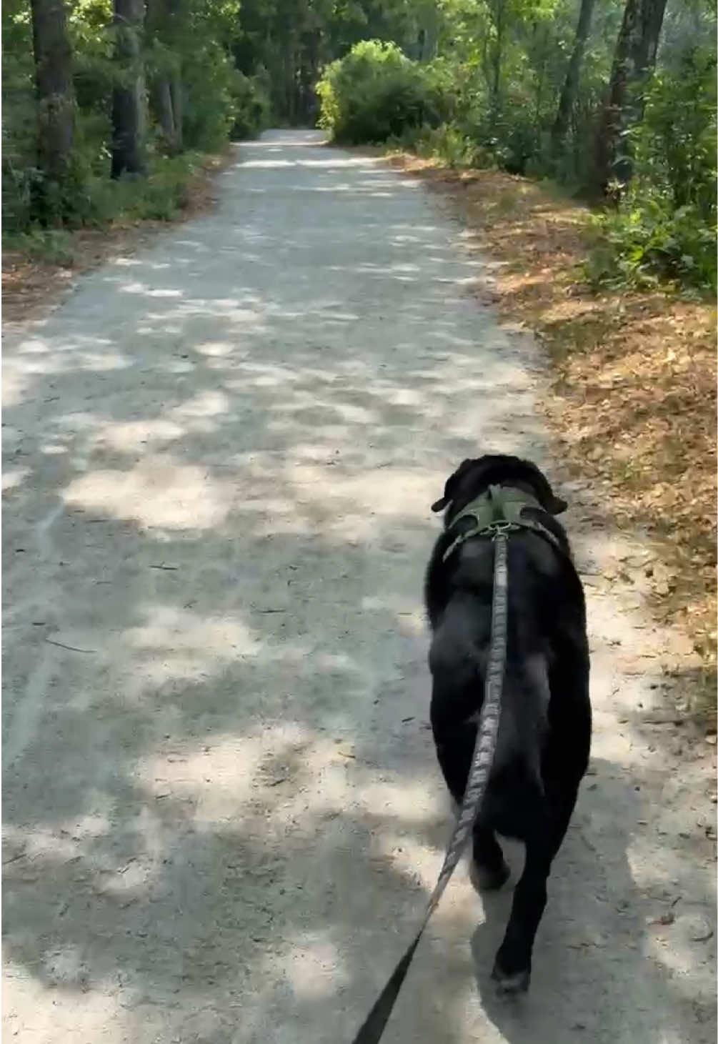 @rubenblacklab
