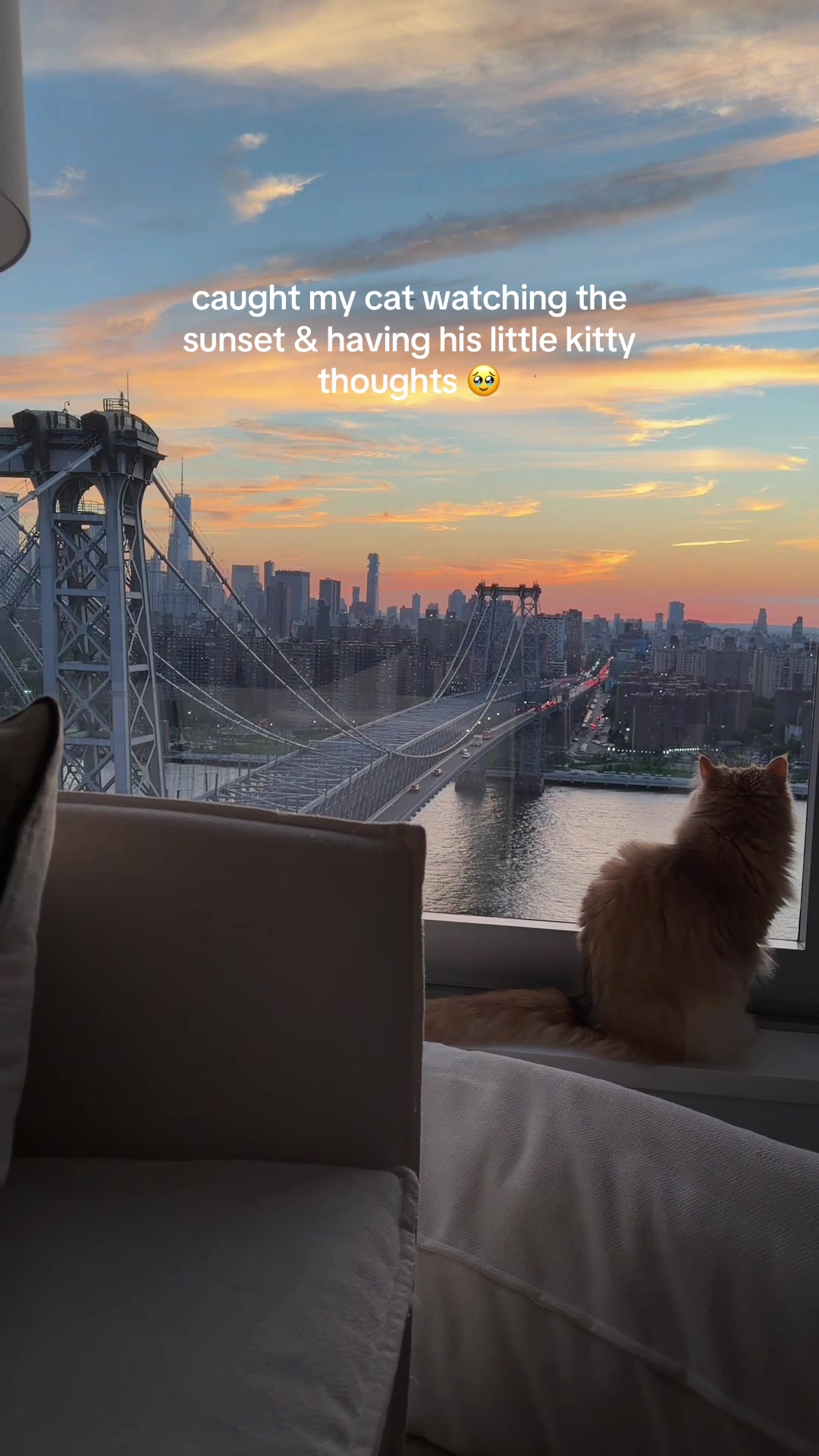 @Cleo the City Kitty