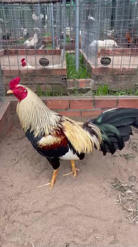 @Quốc Bảo ( baosting)
