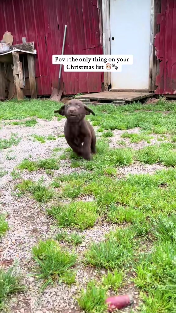 @sadiethechocolate