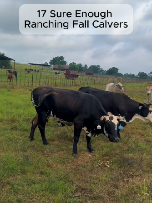 @Rutherford Land and Cattle