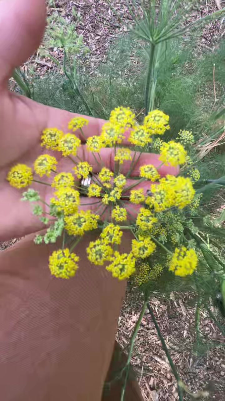 @BotanicalMaven