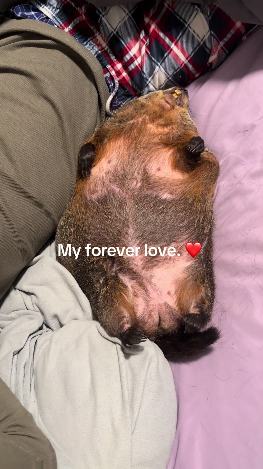 @Wilbur the Woodchuck