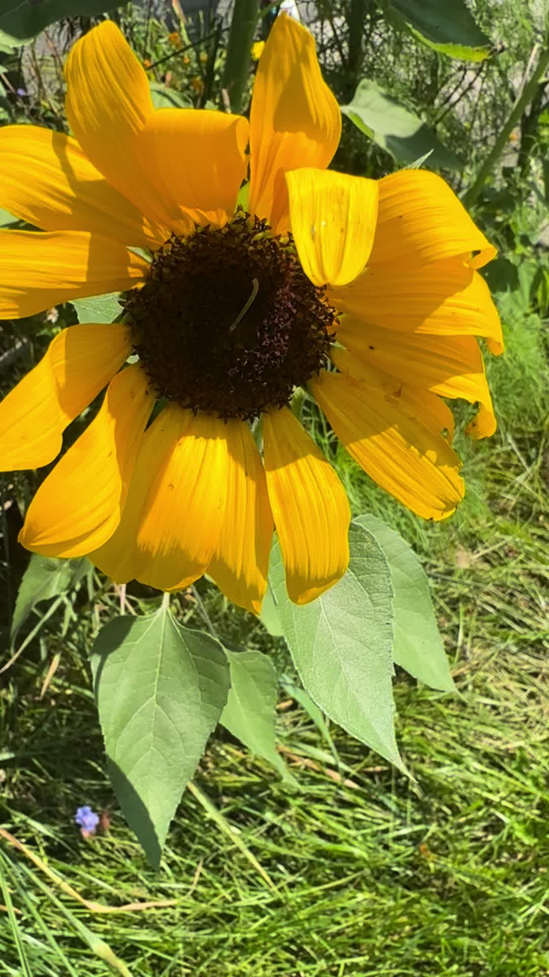 @SaraRNAtHappyFunMicroOrchard