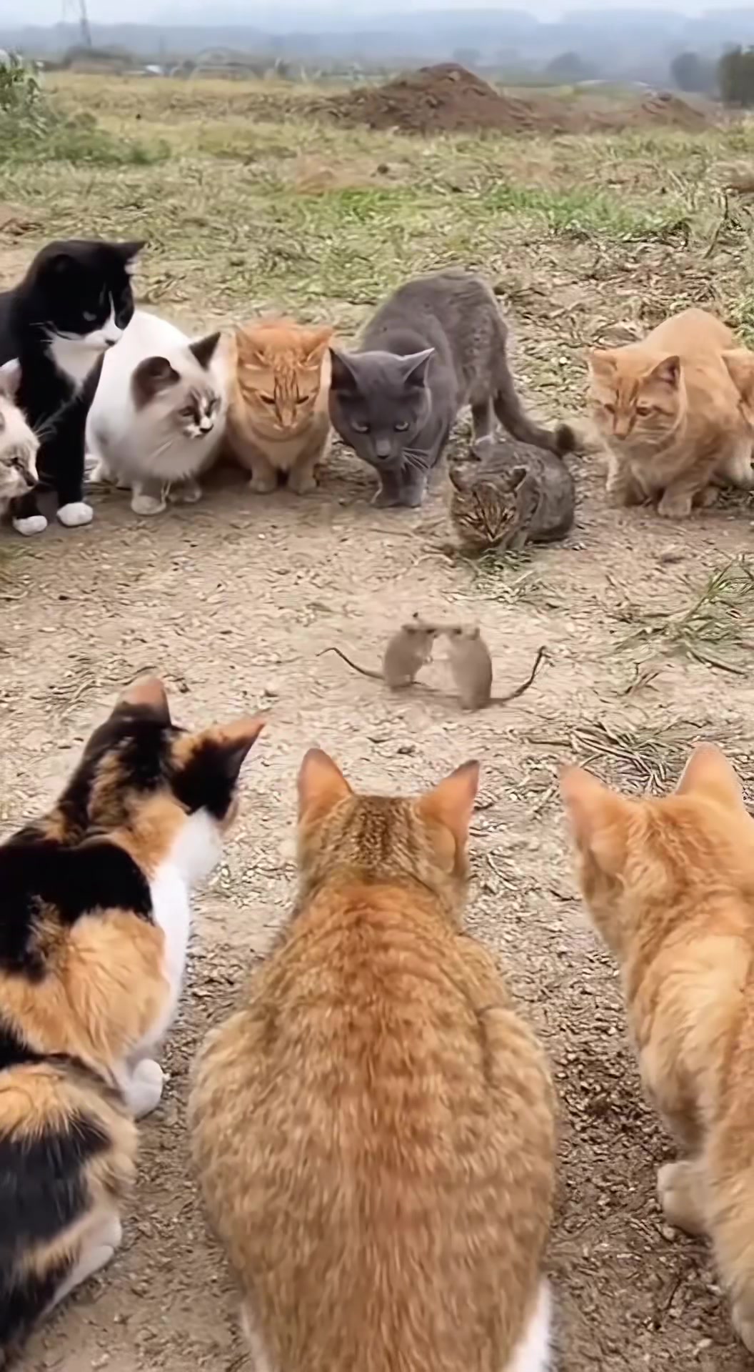 @猫咪历险记