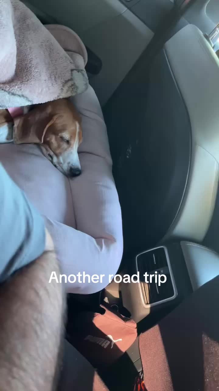 @Adventures of sky the beagle