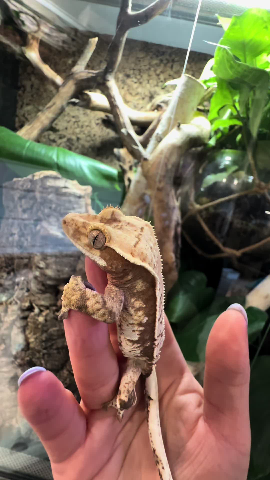 @pawsandcreepycrawlers