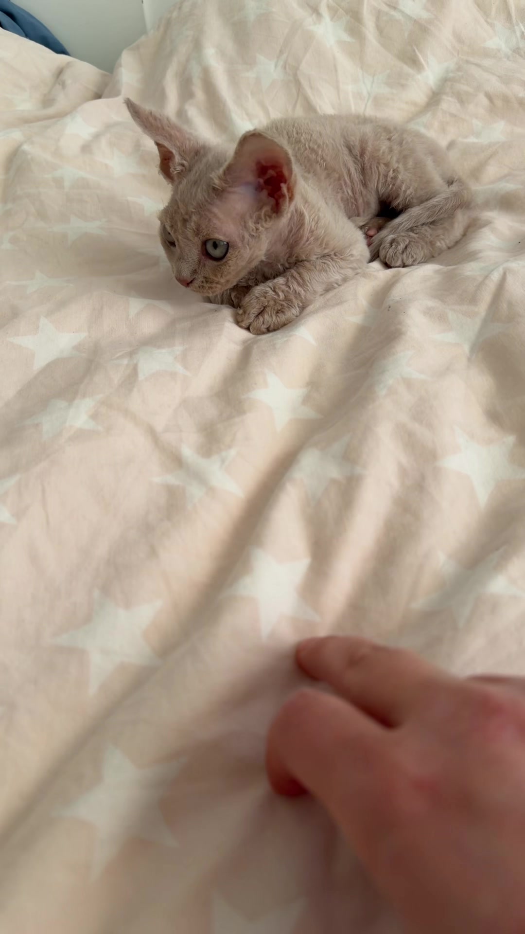 @TugbasCats