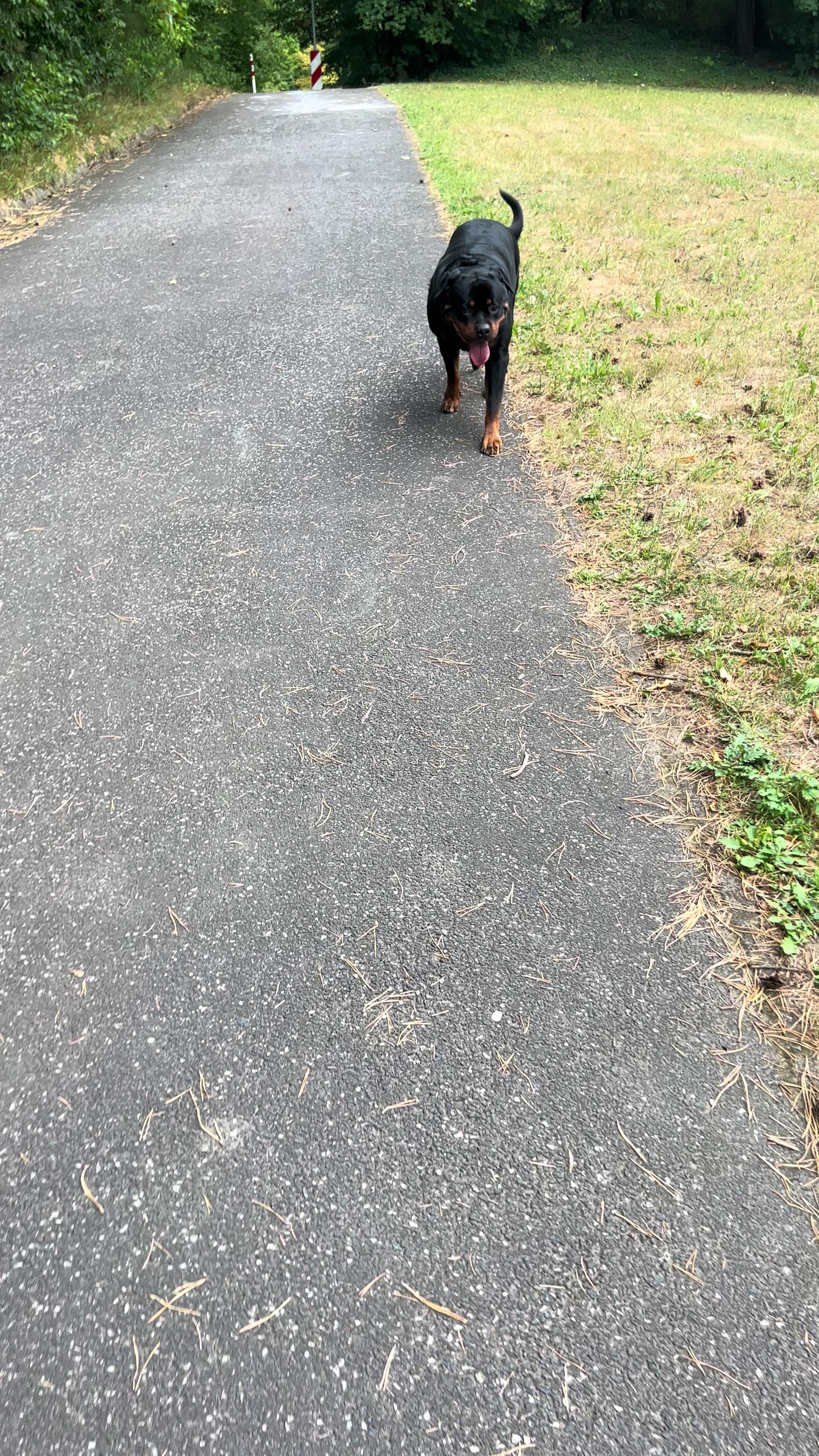 @Lucifer_Rottweiler
