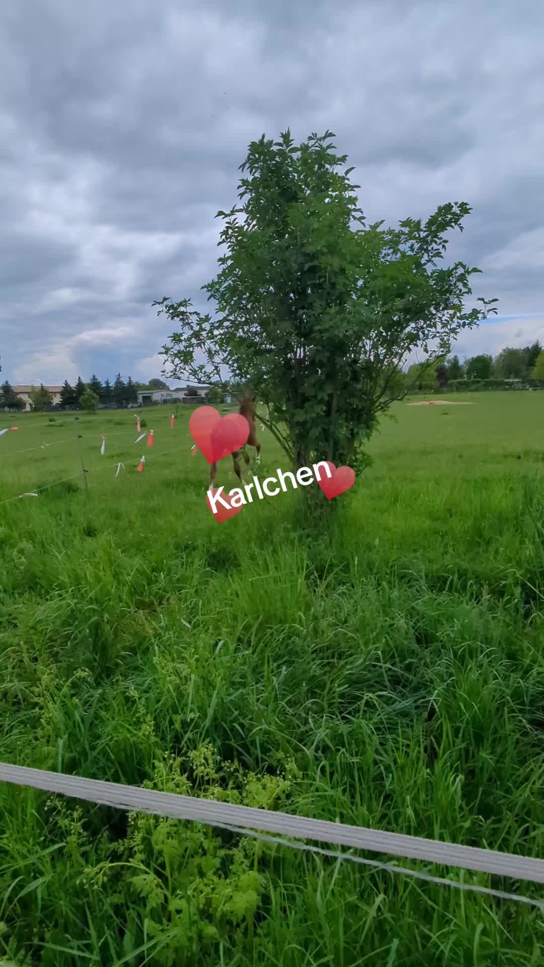 @utekraus0