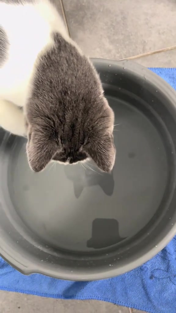 @ronnie_the_cat_be 💎