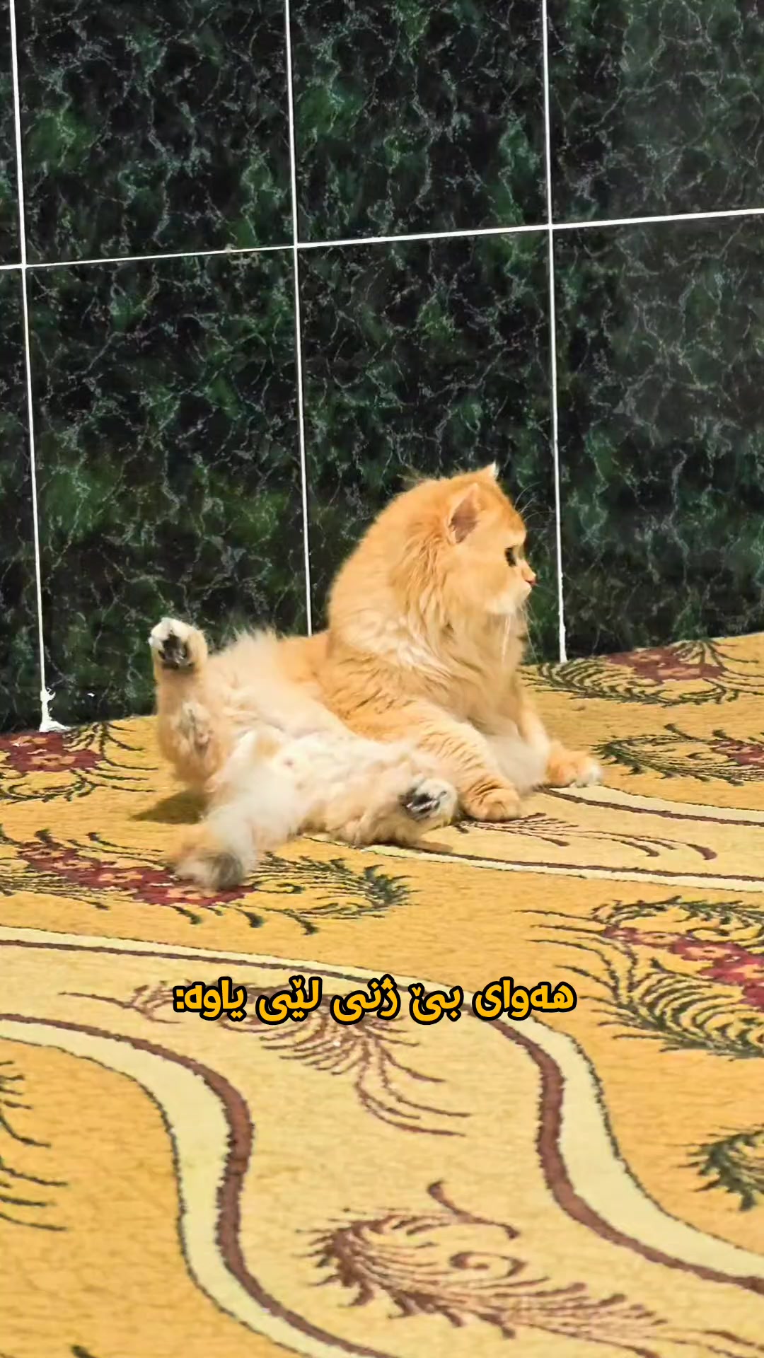 @سێ پشیلەکە🐾