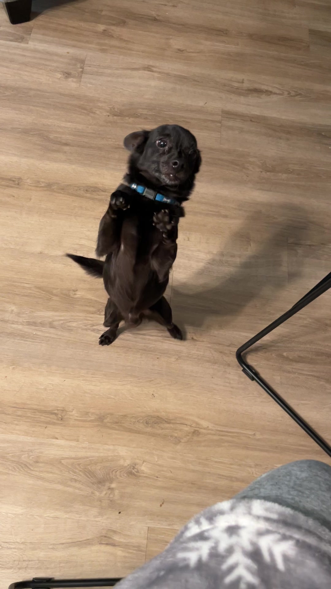 @Blackjack_Chihuahua
