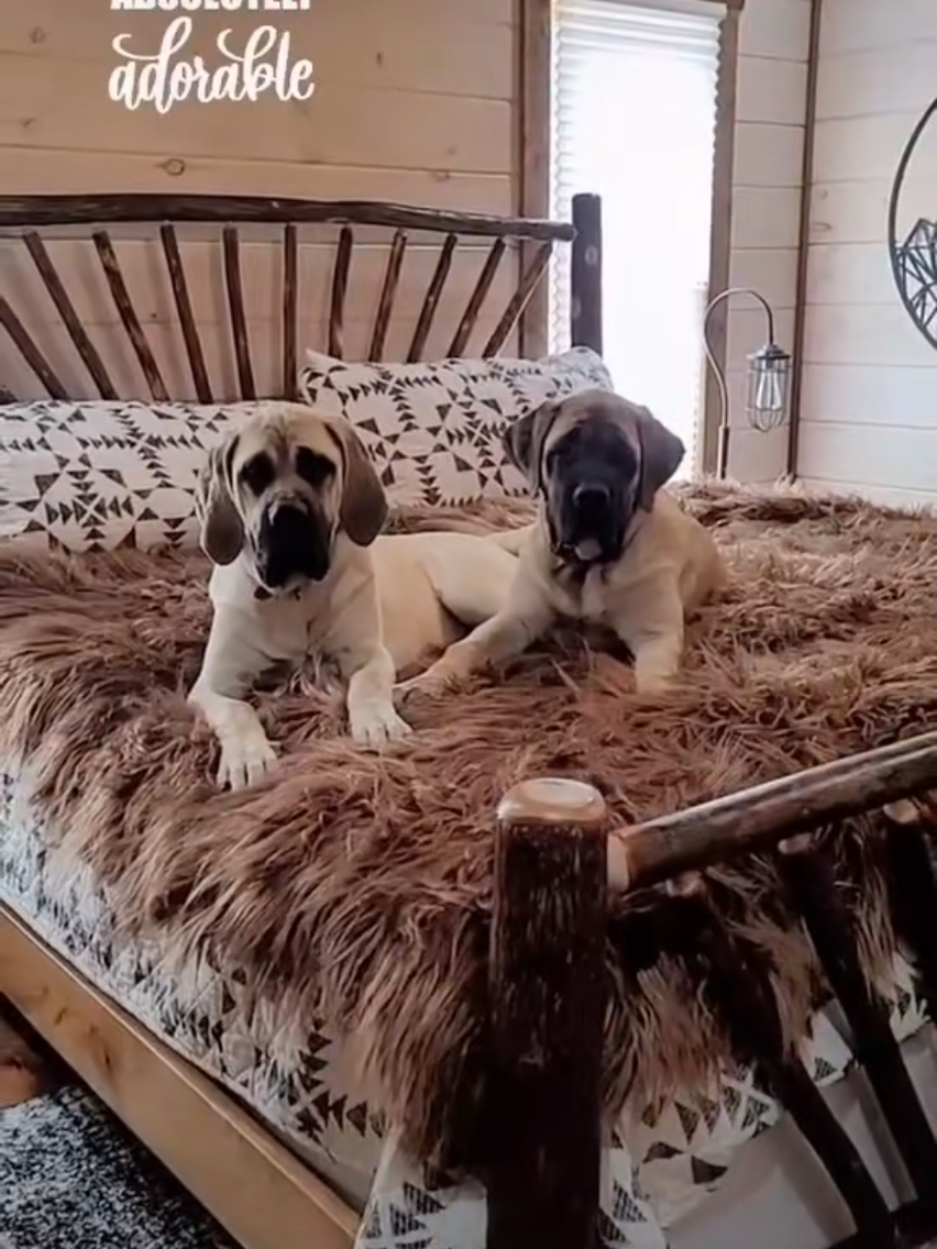 @Big Paw Mastiffs