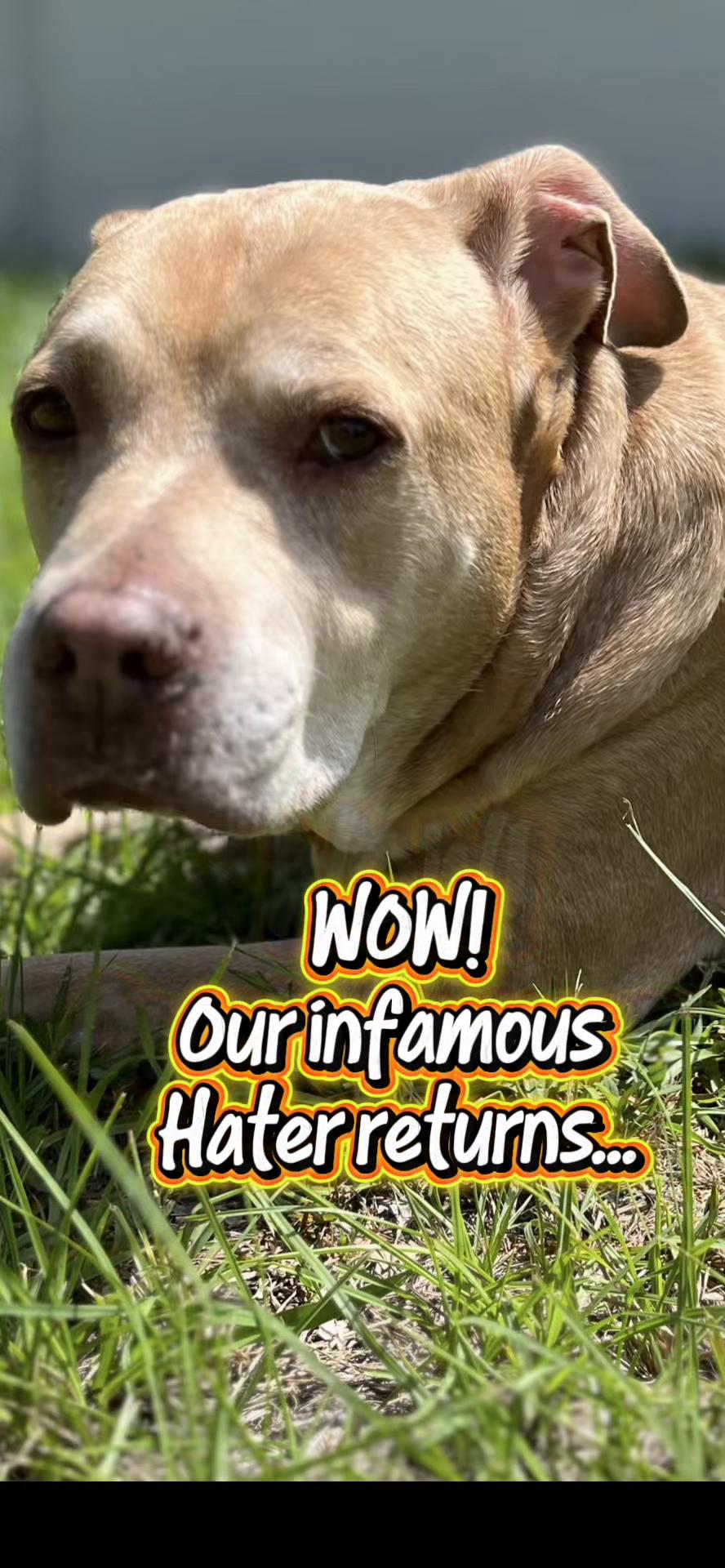 @Rosey’s Page☺️🐾