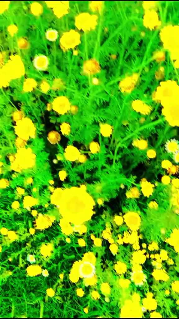 @سید۔رضا۔علی۔شاہ۔صاحب