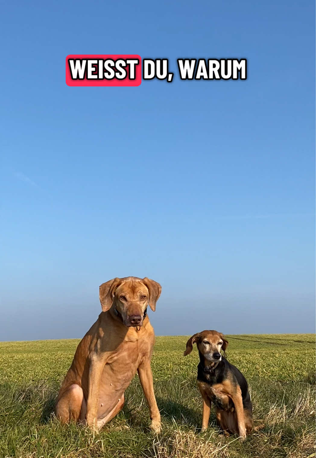 @Hundeurlaub.de