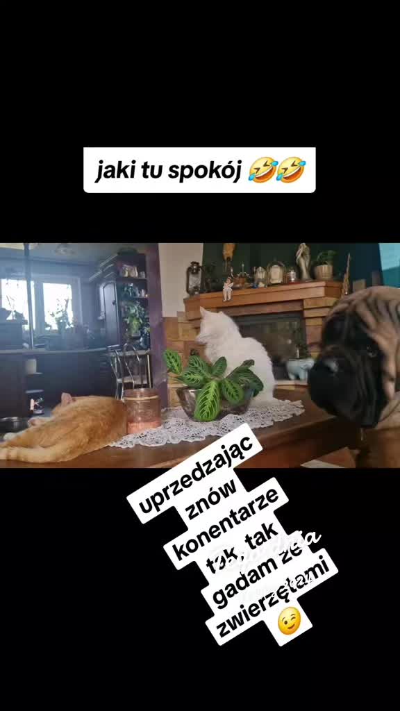 @Animal merwige fci