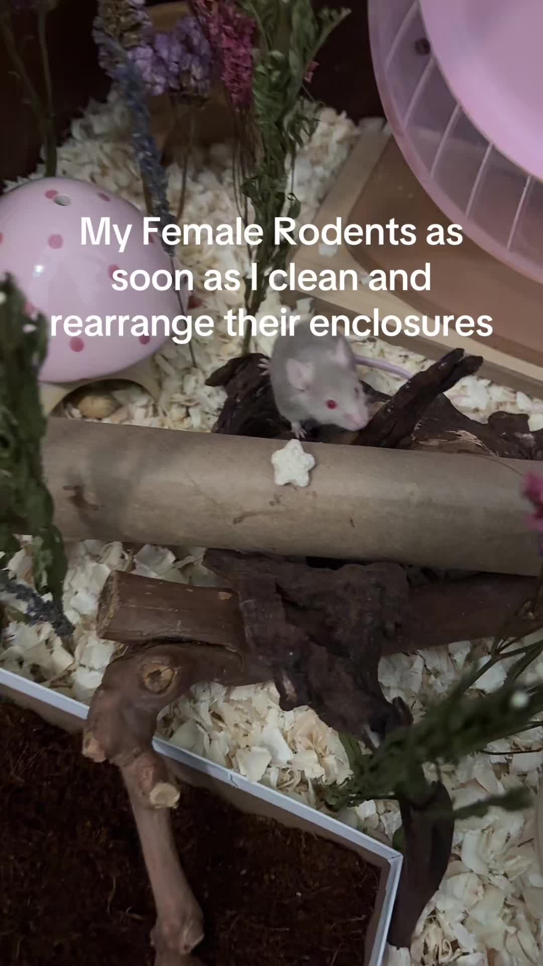 @thatweirdanimalgirl